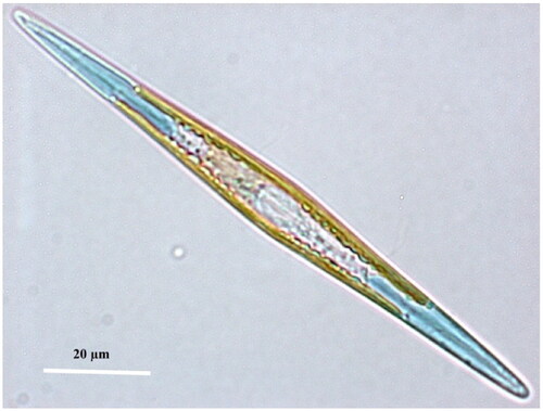 Figure 1. ‘Living cell of Haslea ostrearia observed in light microscopy’ from Gabed et al. (Citation2022).