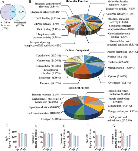 Figure 5. The results of Gene Ontology (GO) analysis of proteins found in extracellular vesicles (EVs) derived from human neural stem cell-derived extracellular vesicles (hNSC-EVs). Figure (a) is a Venn diagram showing that out of 1,086 proteins detected in the hiPSC-NSC-EV preparations, 1,059 overlapped with the proteins in Vesiclepedia database. Figure (b) shows the involvement of EV-associated proteins in molecular, cellular and biological processes. The bar charts in C-G illustrate EV-associated proteins agrin (c), pentraxin 3 (d), hemopexin (e), galectin-3 binding protein (Gal-3BP; f), and nidogen-1 (g), validated through quantitative ELISAs.