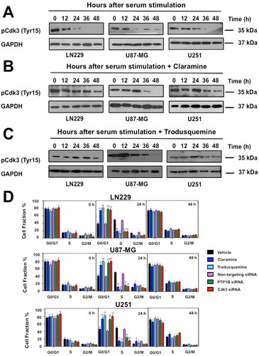 FIG 5 PTP1B reduced activity impairs Cdk3 activation and induces cell cycle arrest in human GB cells. GB cells were synchronized at G0 by serum deprivation for 48 h and incubated 3 h with vehicle (A), claramine 2 µM (B), or trodusquemine 2 µM. Cell cycle arrest was released by the addition of 10% FBS and cells were collected at the indicated times. The activity of Cdk3 was assessed by immunoblot. GAPDH was used as loading control. (D) GB cells were synchronized at G0 and incubated 3 h with vehicle, claramine 2 µM or trodusquemine 2 µM as previously mentioned, or transfected with nontargeting siRNAs or siRNAs targeting PTP1B or Cdk3. Cell cycle arrest was released by the addition of 10% FBS, cells were fixed at indicated time points and stained with propidium iodide. Quantification of the percentage of cells at each phase is represented. Statistical differences between control and experimental groups of cells are indicated (*P < 0.05). Data are representative of three independent experiments.