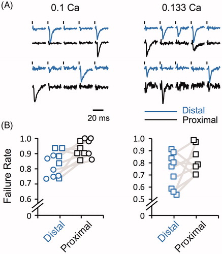 Figure 11. Comparison of transmission efficacy in distal–proximal pairs of boutons. Failure rates were assessed to indicate release probability at low stimulus frequency in 0.1 and 0.133 mM Ca2+. (A) Representative efEJPs from five consecutive stimuli to indicate transmission failure events, recorded at 1 Hz (total 60 stimuli). Staggered blue (grey) and black traces indicate distal and proximal bouton pairs from muscle 4 type Ib terminals. (B) Release failure rates of the bouton pairs. Genotypes: +/Y; c164-GCaMP1.3 (squares, N = 6, left panel, N = 9, right); OK371-mCD8GFP/+ (circles, N = 6). Paired Student’s t-test, p = .0508 (left) and 0.677 (right).