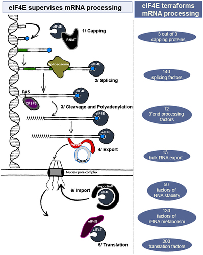 Figure 3. eIF4E can directly influence RNA fate or indirectly through its capacity to terraform the RNA processing landscape. On the left, interactions between eIF4E target mRNAs and the noted machineries are shown. On the right, numbers of mRNAs in a given process were identified in nuclear, endogenous eIF4E RIP-Seq [Citation54] GSE63265_LY1_4EIP_allreps_counts.Txt.gz and/or RNA-seq splicing data segregated on high and normal-eIF4E AML specimens [Citation100] (https://leucegene.ca/). These strongly suggest that eIF4E can influence a broad array of factors responsible for RNA processing thereby terraforming the RNA processing landscape. Functional categories were assigned using Metascape (metascape.Org).