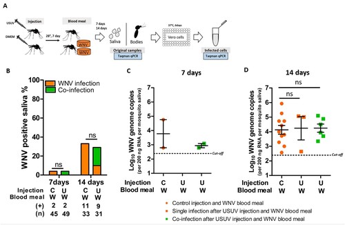 Figure 6. Culex pipiens pre-infection with USUV via injection did not inhibit subsequent WNV transmission rate. (A) Schematic overview of the sequential infection experiment design. (B) Bar graph shows the percent of WNV positive mosquito saliva of the total engorged mosquitoes at both 7 and 14 days after the WNV blood meal. “C” and “U” represent virus-free and USUV injection, respectively; “W” represents WNV infectious blood meal. (+) and (n) indicate the numbers of WNV positive mosquito saliva and the total numbers of the tested engorged mosquitoes, respectively. The results present cumulative numbers from three independent experiments (Table S6). WNV transmission rate was compared using Fisher's exact test. (C) WNV genome copies in mosquito saliva at 7 days and (D) 14 days after blood meal exposure. One-way ANOVA with Tukey's multiple comparison was used to compare the mean of the WNV genome copies among each groups. ns indicates no significant difference. Black dash lines represent the cut-off value for WNV genome copies.