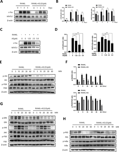 Figure 3 AS-605240 inhibits osteoclast formation by suppressing the PI3K/Akt signaling pathways. (A) BMMs were treated with or without AS (5μM) on days 1, 3, and 5, and the proteins of c-Fos and NFATc1 were detected by WB. (B) The expression levels of the above proteins were quantified to β-actin via ImageJ (n = 3). (C) The expression of c-Fos and NFATc1 in BMMs treated with different concentrations of AS was detected by WB. (D) The above proteins were quantified by image J to analyze the intensity of bands associated with β-actin (n = 3). (E) After BMMs were treated with AS (5μM), the expression of Akt signaling pathways was detected by WB at different time points. (F) Images of Akt pathway protein P-Akt/Akt and P-PI3K/PI3K expression were quantified using ImageJ (n = 3). (G and H) BMMs were pretreated with AS (5μM) and then stimulated with RANKL (50ng/mL) at different time points, and specific expression of MAPK and NF-κB signaling pathway was detected by WB. *p < 0.05, **p < 0.01, ***p < 0.001, ****P < 0.0001. All data are expressed as mean ± SD.