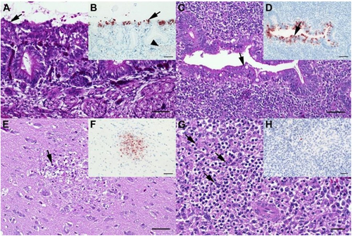Fig. 2 Histopathological findings in chickens (scheduled euthanasia at dpi 2) characteristic for HPAI.a Chicken, P17–882, group C5.7, respiratory mucosa. Moderate, multifocal, acute, necrotizing rhinitis with epithelial degeneration characterized by attenuation, loss of cilia (arrow), and sloughing. b Chicken P17–882, group C5.7, respiratory mucosa with coalescing foci of influenza A matrixprotein-immunoreactive (“antigen-positive”) morphologically intact and degenerated epithelial cells (arrow). Notably, there are scant immunoreactive granules in some of the submucosal nerves (arrowhead), suggestive of axonal spread. c Chicken, P17–903, group M5.7, cecum. Mild, oligofocal, acute, crypt epithelial degeneration with nuclear pyknosis (arrow), necrosis and sloughing. d Chicken, P17–903, group M5.7, cecum. Antigen-positive morphologically intact and degenerated crypt epithelia (arrow). e Chicken, P17–903, group M5.7, brain. Mild, oligofocal, acute, necrotizing polioencephalitis characterized by neuroglial cytoplasmic hypereosinophilia, nuclear pyknosis, karyorrhexis and loss (arrow), as well as an associated status spongiosus interpreted as inflammatory edema. f Chicken, P17–903, group M5.7, brain. Antigen-positive neuroglial cells within necrotizing lesion. g Chicken, P17–903, group M5.7, spleen. The periarteriolar lymphoid sheaths and follicles display moderate, coalescing apoptotic lymphocytes characterized by cytoplasmic hypereosinophilic shrinkage and nuclear karyorrhexis (arrows). h Chicken, P17–903, group M5.7, spleen. Rare, individual antigen-positive round cells can be detected in the white and red pulp. a, c, e, g: Hematoxylin eosin. b, d, f, h: Influenza A virus-matrixproteinIHC. a–f: bar = 50 µm. g, h: bar = 20 µm