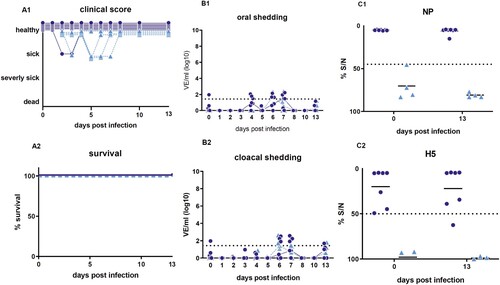 Figure 7. Survival rate and clinical score (A), viral shedding (B) and serological results (C) for homologously HPAIV H5N8 re-infected ducks (21 days after the first infection). B1+B2: Individual results of detected RNA copy numbers are given as virus equivalents (VE), calculated using a standard curve with data from each PCR run. The limit of detection is at 101.43 VE/ml (dotted line). C1+C2: Results of competitive NP- and H5-specific ELISAs. Inhibition of less than 45% for NP and of 50% for H5 is regarded as seropositive. The lines in B and C represent the medians calculated for each day post infection. NP = Nucleoprotein.