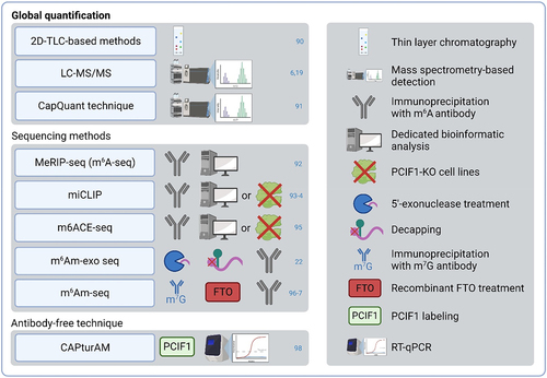 Figure 3. m6Am detection methods. 2D-TLC – two‐dimensional thin‐layer chromatography; FTO – fat mass and obesity-associated protein; LC-MS/MS – liquid chromatography-tandem mass spectrometry; m6ACE-seq – m6A-crosslinking-exonuclease-sequencing; m6Am-exo-seq – m6Am-exonuclease-assisted-sequencing; m6Am-seq – m6Am-sequencing; MeRIP-seq – methyl RNA immunoprecipitation and sequencing; miCLIP – m6A individual-nucleotideresolution crosslink and immunoprecipitation; PCIF1 – phosphorylated CTD interacting factor 1; RT-Qpcr – reverse transcription quantitative real-time polymerase chain reaction.