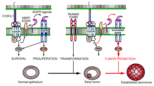 Figure 1. CX3CL1 stimulates the progression of breast carcinoma. In mammary epithelial cells, chemokine (C-X3-C motif) ligand 1 (CX3CL1) favors the activation of epidermal growth factor receptor (EGFR) family members by stimulating the cleavage of membrane-tethered EGF precursors by ADAM matrix metalloproteinases (MMPs). This appears to activate the extracellular signal-regulated kinase (ERK) signaling cascade downstream of the CX3CL1 receptor (CX3CR1) in untransformed and neoplastic ERBB2+ cells. Although CX3CL1 is not needed for the development and physiological functions of the mammary gland, the CX3CL1-induced transactivation of EGFR plays a major role in the progression of early ERBB2+ breast carcinomas. This cell-intrinsic tumor-promoting activity of CX3CL1 might be associated with qualitative and/or quantitative changes in the strength, frequency or breadth of ERK-conveyed signals in transformed cells. However, established carcinomas become independent of this cross-activation circuit for progression. PI3K, phosphoinositide-3-kinase.