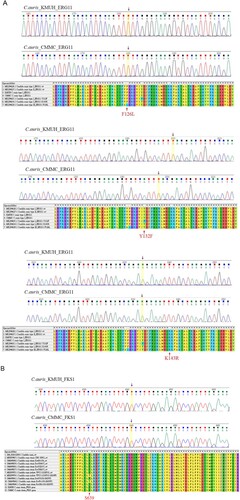 Figure 2. (A) Sequence alignments of ERG11 gene in C. auris isolates. (B) Sequence alignments of FKS1 hot spot 1 region in C. auris isolates. Mutations in ERG11 or FKS1 were not detected in either isolate.
