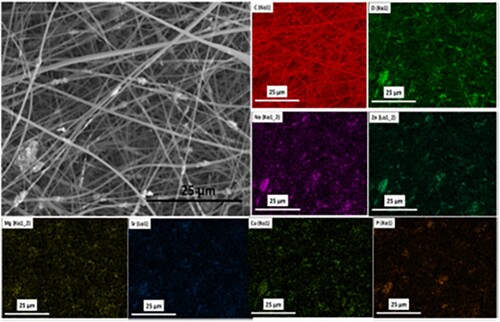 Figure 22. SEM image on ion-doped Hap-PVP composite with the corresponding elemental maps [Citation50].