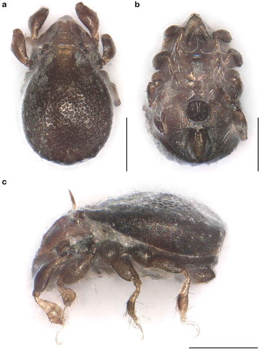 Figure 8. Photographs (stacked stereomicroscopic images) of Thalassozetes balboa sp. nov. adult (a) dorsal view; (b) ventral view; (c) lateral view. Scale bars 100 µm.