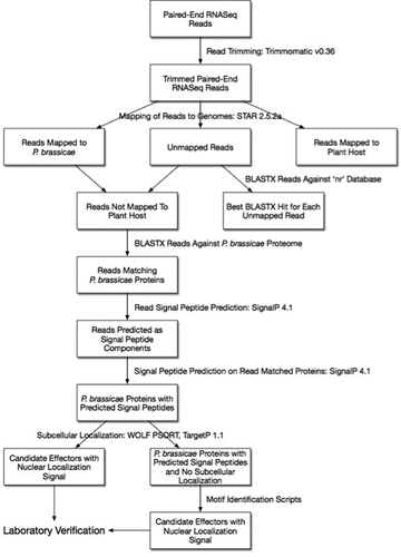 Figure 2. Coherent pipeline to identify putative effector proteins of Plasmodiophora brassicae. The pipeline assumes: (1) Researchers are starting with RNA-Seq reads from a host plant infected with P. brassicae; (2) The draft genomes available for P. brassicae, other plasmodiophorids, oomycetes, and other plant pathogens are used; (3) Motifs mentioned in the review or structural similarities with previously described effector proteins were identified.