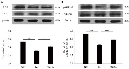 Figure 4. Effects of salidroside on the Akt and GSK-3β signalling pathway in the rats with streptozotocin-induced DN. (A) Western blot analysis for pSer473-Akt and total Akt in kidney tissue lysates from the DN, DN + SAL, and NC groups. The intensity of pAkt signal determined by scanning densitometry was normalised to total Akt. (B) Western blot analysis for pSer9-GSK-3β and total GSK-3β in kidney tissue lysates from the DN, DN + SAL, and NC groups. The intensity of p-GSK-3β signal determined by scanning densitometry was normalised to total GSK-3β. *p < 0.05, ***p < 0.001, ****p < 0.0001. DN: diabetic nephropathy; DN + SAL: rats with DN treated with salidroside; NC: normal control.