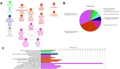 Figure 3 GO analysis. (A) The representative biological processes of therapeutic targets for the HLJDD against AS. The important terms in the group were tagged, with the related biological functional groups partially overlapped. (B) Percentage of each approach. (C) GO analysis of common targets of HLJDD and AS. The Y-axis represents significant GO biological function processes and the X-axis represents the counts of enriched targets.