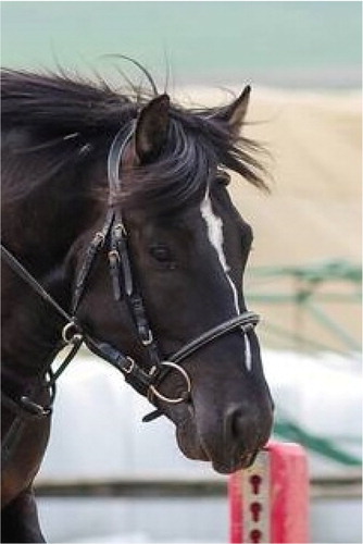 Figure 5. Examples of facial markings in Hucul horses: star with arrow (Photo: M. Pasternak).