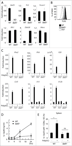 Figure 4. TLR3 and inducible IL-12 levels are decreased in CD8α+ DCs in Batf3−/− mice. CD8α+ DCs in spleen were isolated from wild-type and Batf3−/− mice and then the levels of mRNA were evaluated. The expression levels of the indicated genes were measured by qPCR (A). The level of TLR3 protein in CD8α+ DCs was assessed by flow cytometer (B). CD8α+ DCs were isolated from wild-type, Tlr3−/− and Batf3−/− mice, and stimulated with Poly(I:C). After 4 h, mRNA were collected and the expression levels of the indicated genes were evaluated (C). Poly(I:C) was s.c. administered to wild-type and Batf3−/− mice. The blood serum was collected at the times indicated and the amount of IL-12p40 was measure by ELISA (D). Poly(I:C) was s.c. administered to wild-type and Batf3−/− mice. 12 h later, splenocytes were harvested. Collected cells were cultured in the presence of Blefeldin A for 4 h. Then, the proportion of IL-12p35+ p40+ CD8α+ DCs (MHC class II+ CD11chi) was evaluated by flow cytometer (E). Error bars show ± SEM; n = 4 to 6 per group. Kluska–Wallis test with Dunn's multiple comparison test were performed to analyze statistical significance. *p < 0.05, ns; not significant (E). The results are the representatives of three independent experiments.