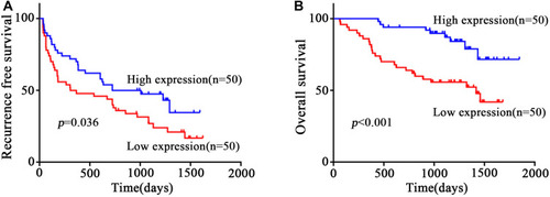 Figure 3 Correlation of circEPB41L2 expression with clinical features. (A) and (B) Kaplan–Meier analysis of the association between circEPB41L2 expression level and RFS (A)/OS (B) of HCC patients.