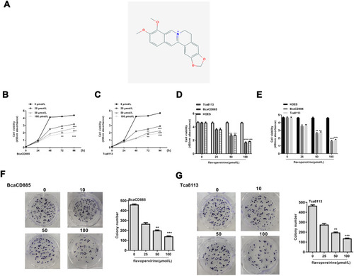 Figure 1 Flavopereirine inhibited proliferation of human oral cancer cells. (A) The structural formula of flavopereirine. (B and C) The effect of different concentrations of flavopereirine on the proliferation of BcaCD885 (B) and Tca8113 cells (C) was evaluated by MTT assay. (D and E) BcaCD885, Tca8113 and HOES cells were treated with different concentrations of flavopereirine, and cell viability at 72 h (D) and 96 h (E) was detected by MTT assay. (F and G) The effect of different concentrations of flavopereirine on the colony formation ability of BcaCD885 (F) and Tca8113 cells (G). **P < 0.01, ***P < 0.001 vs 0 μmol/L flavopereirine group.