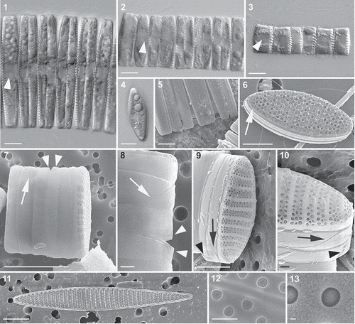 Figs 1–13. Light (Figs 1–4) and SEM (Figs 5–13) micrographs of Fragilariopsis kerguelensis vegetative cells. 1–3. Cells of different apical length arranged in chains; an arrowhead points to the nucleus (Fig. 1, strain PA_P6C3; Fig. 2, strain MM_P7A4; Fig. 3, strain MM_E8A6). 4. A single cell in valvar view (strain MM_E13C5). 5. A detail of a chain in which mucous material is visible between the valves of adjacent cells (large F1 generation cells of cross PA_P8B1 × MM_P13D2, experiment B). 6. An isopolar valve; the narrow raphe on the valve margin is arrowed (natural sample). 7. Epi- and hypotheca of a dividing cell showing the valvocopula and the two cingular bands; the diagonal suture in the valvocopula is marked with an arrow and the ligula on the second, thin cingular band is marked with arrowheads (cross PA_P8B1 × MM_P13D2, experiment B). 8. A detail of Fig. 7. 9. Epitheca showing valvocopula and two cingular bands; note the diagonal suture in the valvocopula (arrow) and the ligula on the narrow second cingular band (arrowhead) (cross PA_P8B1 × MM_P13D2, experiment B). 10. Detail of Fig. 9. 11. A heteropolar valve (strain Lynn 5). 12. Detail of the valve with the poroids (strain Lynn 5). 13. Detail of the same valve, showing a single poroid with minute perforations. Scale bars = 10 µm (Figs 1–5, 7, 11), 5 µm (Figs 6, 8, 9), 1 µm (Figs 10, 12) and 100 nm (Fig. 13).
