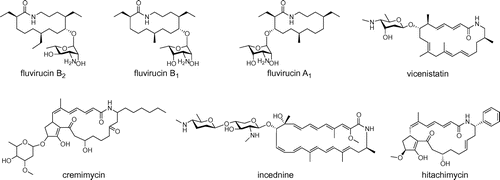 Fig. 1. Fluvirucins and related β-amino acid-containing macrolactams.