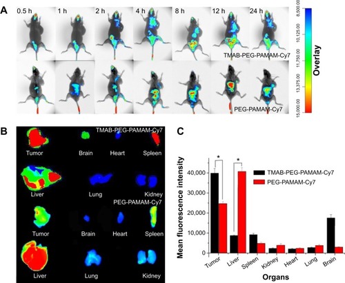 Figure 12 In vivo and ex vivo imaging of BT474 tumor-bearing mice.Notes: (A) In vivo imaging of BT474 tumor-bearing mice at 0.5, 1, 2, 4, 8, 12, and 24 hours after intravenous injection of PEG-PAMAM-Cy7 (control group) and TMAB-PEG-PAMAM-Cy7 (test group). (B) Ex vivo imaging of tumors and organs excised from BT474 tumor-bearing mice at 24 hours. (C) Analysis of the fluorescence signal (mean fluorescence intensity of the ROIs) in tumors and organs from ex vivo imaging at 24 hours. Experiments were carried out using BT474 tumor-bearing nude mice (n=3) when the tumor volume reached 250 mm3. The data are presented as the means ± SD (n=3). *P<0.05 compared to PEG-PAMAM-Cy7.Abbreviations: PEG, polyethylene glycol; PAMAM, polyamidoamine; Cy7, cyanine7; TMAB, trastuzumab; SD, standard deviation; ROI, region of interest; h, hours.