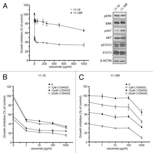 Figure 5. Effect of the combination of cetuximab and PI3K/AKT inhibitor to cetuximab resistance. Cetuximab-sensitive cells (11–18) were exposed to increasing concentrations (0.1–1,000 μg/mL) of cetuximab for six months and resistant cells (11–18R) were established. (A) Parental cells and established resistant cells were treated with the indicated concentrations of cetuximab for 72 h. Then cell viability was measured by WST-8 assay and plotted as a percentage of that for untreated control cells (left panel). Cells were grown for 24 h in the presence of serum, lysed, and subjected to immunoblotting with the indicated antibodies (right panel). (B) Parental cetuximab-sensitive cells (11–18) were treated with various concentrations of cetuximab in combination with 0, 1, 10 or 20 μM of LY294002 for 72 h. Cell viability was measured by the WST-8 assay and plotted as a percentage of that for untreated control cells. (C) The same experiment was repeated using the established cetuximab-resistant cells (11–18R). Bars are the SD of triplicate cultures. Data are representative of four independent experiments.
