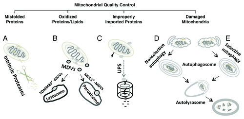 Figure 1. Major clearance pathways engaged in mitochondrial quality control. (A) Intrinsic mitochondrial proteases target and degrade unfolded proteins in the matrix and intermembrane space. (B) Under conditions of oxidative stress, mitochondria-derived vesicles (MDV) deliver oxidized proteins and lipids for lysosomal and peroxisomal degradation. (C) The ubiquitin-proteasome system (UPS) is involved in clearance of damaged outer mitochondrial membrane proteins or improperly targeted nDNA-encoded mitochondrial proteins. Damaged mitochondria may be removed as a consequence of generalized increases in autophagy (D) or through specific cargo targeting mechanisms that result in selective mitophagy (E). Selective mitophagy also functions to sequester unneeded mitochondria under certain physiological conditions (e.g., maturation of reticuloctyes).