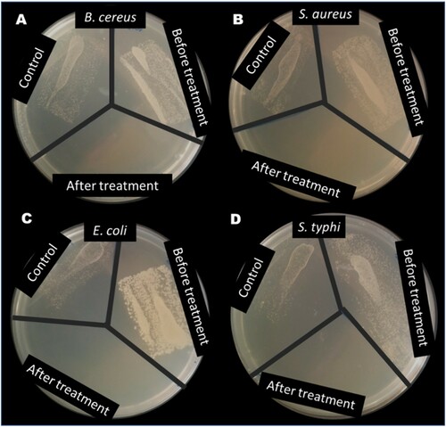 Figure 12. Test result from disinfection of water containing (A) B. Cereus, (B) S. aureus, (C) E. coli and (D) S. typhi using ZnWK-5 photocatalytic composite.