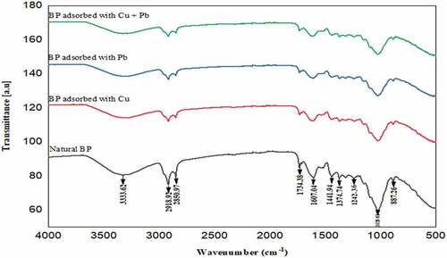 Figure 3. FTIR spectra for BP, BP-Cu, BP-Pb and BP-Cu/Pb samples