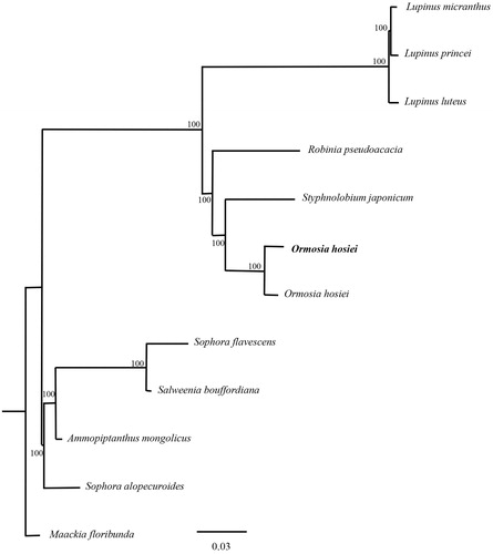 Figure 1. The phylogenetic tree (ML) was constructed based on the dataset of whole chloroplast genome. Bold black branches highlighted the study species and corresponding phylogenetic classification. The analyzed species and corresponding NCBI accession number as follows: Lupinus micranthus (KU726828), Lupinus princei (KU726829), Lupinus luteus (KC695666), Robinia pseudoacacia (KJ468102), Styphnolobium japonicum (KY872756), Ormosia hosiei (MK450439), Ormosia hosiei (MG813874), Sophora flavescens (MH748034), Salweenia bouffordiana (MF449303), Ammopiptanthus mongolicus (KY034453), Sophora alopecuroides (MF156140), Maackia floribunda (KX388160).