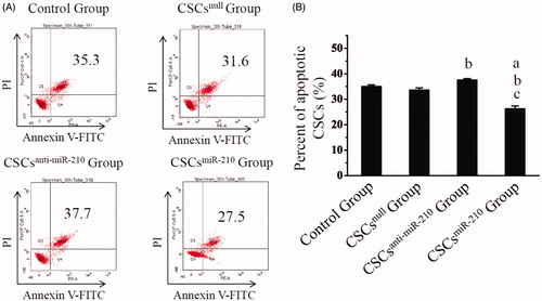 Figure 3. The in vitro assessment of CSCs apoptosis. Annexin V/PI staining are shown in A, and the percentages of apoptotic CSCs for each group are compared in B. B presents mean values and SD from three independent observations. a: P < .001 vs. Control Group. b: P < .001 vs. CSCsnull Group. c: P < .001 vs. CSCsanti-miR-210 Group.