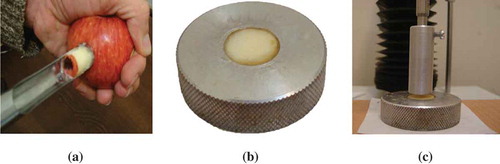 Figure 2. The confined compression test procedure; (a) extraction of a cylindrical sample, (b) the sample confined in a stainless steel disc, (c) compression of the sample.