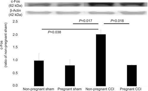 Figure 5 Expression of c-Fos in the L4-5 spinal dorsal horn mediated by pregnancy in a CCI model. The CCI surgical procedure increased the expression of c-Fos in the spinal dorsal horn of the non-pregnant CCI group compared with the non-pregnant sham groups. Expression of Iba-1 was reduced in the pregnant CCI group compared with the non-pregnant CCI group. Data were analyzed using Dunnett’s test, n=3/group.