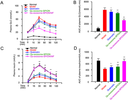 Figure 5 Acute therapeutic effects of Qu-exosome-SPIONs/MF in T2DM model mice. Effects of Qu-exosome-SPIONs/MF (A) on GLC tolerance and (B) the corresponding AUC. Effects of Qu-exosome-SPIONs/MF (C) on insulin secretion and (D) the corresponding AUC. n=6, significance levels are shown as *p < 0.05 and **p < 0.01 vs the model group.