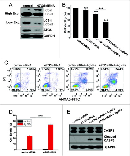 Figure 8. Inhibition of autophagy by ATG5 siRNA treatment enhanced cytotoxicity of Ag NPs in HeLa cells. (A) Western blotting of LC3 and ATG5 in HeLa cells transfected with ATG5 siRNA or control siRNA for 48 h. (B) Cell viability of HeLa cells treated with 10 μg/mL Ag NPs for 24 h after transfection with ATG5 siRNA or control siRNA for 48 h. Mean ± SEM, n = 5. ***P < 0.001 comparing to the control siRNA group. (C) ANXA5-FITC PI assay of HeLa cells treated with 10 μg/mL Ag NPs for 24 h after transfection with ATG5 siRNA or control siRNA for 48 h. (D) Cell death rate of HeLa cells treated with PBS (control) or 10 μg/mL Ag NPs for 20 h after transfection with ATG5 siRNA or control siRNA for 48 h. Mean ± SEM, n = 3. ***P < 0.001. (E) Western blotting of CASP3 and cleaved-CASP3 in HeLa cells treated with 10 μg/mL Ag NPs for 24 h after transfection with ATG5 siRNA or control siRNA for 48 h.