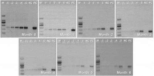 Figure 4. Representative gel electrophoresis of 12SBT- REV PCR products (346bp) obtained from different-stored UHT milk in goat milk mixtures. Lanes 1, 2, 3, 4, and 5 = mixture of UHT milk and goat milk containing 0.1 %, 0.5 %, 1 %, 10 %, and 30 % UHT milk composition, respectively; NC = negative control; PC = positive control; M = molecular weight marker (2,000-bp DNA ladder).Figura 4. Electroforesis en gel representativa de los productos de PCR 12SBT- REV (346bp) obtenidos a partir de diferentes leches UHT almacenadas en mezclas de leche de cabra. Columnas 1, 2, 3, 4 y 5 = mezcla de leche UHT y leche de cabra que contiene 0.1, 0.5, 1, 10 y 30% de composición de leche UHT, respectivamente; NC = control negativo; PC = control positivo; M = marcador de peso molecular (escalera de ADN de 2,000 bp)