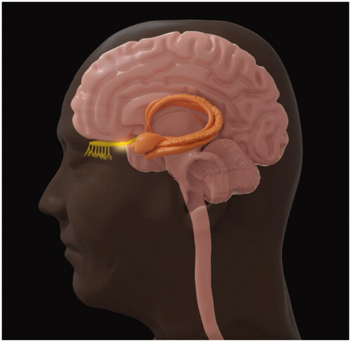 Figure 5. Marra Evans – Still image of the sagittal view of the brain highlighting the anterior olfactory cortex, from ‘Sniffing Out a Diagnosis for Parkinson’s Disease, An Animation’.