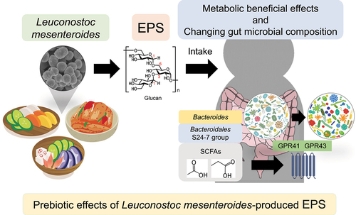 Figure 7. Schematic representation of the prebiotic effects of Leuconostoc mesenteroides-produced EPS. Leuconostoc mesenteroides produces exopolysaccharides (EPS) in fermented foods. Intake of Leuconostoc mesenteroides-produced EPS (LmEPS) changes gut microbial composition. Short-chain fatty acids (SCFAs), which are produced from LmEPS by Bacteroides and Bacteroidales S24-7 group, exert host metabolic beneficial effects through G-protein coupled receptor GPR41 and GPR43 activation. Thus, intake of fermented foods may exert prebiotic effects via LmEPS.