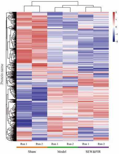 Figure 2. A cluster heat map of each protein identified by two repeated tandem mass tag labeling