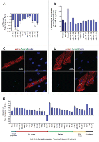 Figure 6. Inhibition of p53/Mdm2-regulated miRNAs promotes cardiomyocyte cytokinesis. (A) Transfection of cardiomyocytes with the 11 antagomir cocktail efficiently knocks down all 11 target miRNAs. RT-qPCR performed for cardiomyocytes transfected with either a cocktail of all 11 antagomirs (25 nM each) or anti cel-67 (negative control, 100 nM). Data are represented as represented as miRNA expression ratio change of antagomir treated group compared with anti-cel-67 negative control group for each primer ± s.e.m, **P ≤ 0.01, ***P ≤ 0.001, ****P ≤ 0.0001, n = 3 and analyzed by Student's T-test. (B) Cardiomyocytes were either not transfected, treated with only transfection reagent (MirusBio TransIT TKO), or transfected with anti-cel-67 (negative control antagomir, 100 nM) a cocktail of all 11 antagomirs (25 nM each, red bar), or each antagomir individually (25 nM, gray bars). Data represented as % change of AuroraB positive mid-body structures in treated cells compared with negative control, ± s.e.m. Data analysis by one-way ANOVA (P = 0.0035) and Tukey's Multiple Comparison Test to identify differences between groups, P ≤ 0.001 for antagomir treatment compared with negative control treatment, n = 4. (C-D) 40x confocal immunofluorescence images of cardiomyocytes transfected with a cocktail of all 11 antagomirs (25 nM each) undergoing cytokinesis. Cells were fixed and stained for α-actinin (red, cardiomyocyte specific sarcomere marker) DAPI (blue, nuclei), and AuroraB (green, cytokinesis marker). White arrows indicate AuroraB positive mid-body structures between 2 cells undergoing cytokinesis (E) Significantly changed cell cycle related genes (P ≤ 0.05; ratio change of > 1.2 or < 0.5) following treatment of cardiomyocytes with a cocktail of 11 antagomirs to inhibit identified p53/Mdm2-regulated miRNAs compared with treatment with a negative control antagomir (anti-cel-67). The Qiagen Cell Cycle RT2 Profiler PCR Array was used to profile 86 cell cycle related genes following antagomir treatment compared with anti-cel-67 treatment by RT-qPCR. Values are represented as the ratio change of treatment vs. control ± s.e.m, n = 4 and analyzed by the Student's t-test. Red chevrons indicate genes that the miRSystem software predicted to be target genes for the 11 inhibited miRNAs.