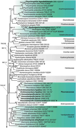 Figure 1. Phylogeny of members of the Leotiomycetes inferred from ML analysis of the concatenated nuc 18S + nuc 28S + mt 18S + RPB2 (four-gene) data set. An asterisk (*) indicates branches with ML BS = 100% and PP values = 1.0. Branch support in nodes ≥70% ML BS and ≥0.90 PP is indicated above or below branches. “T” after an accession number indicates that the strain is an ex-type culture; “#” after an accession number indicates that the strain has demonstrated antifungal activity. Names in bold are taxonomic novelties. Shading is used to differentiate lineages and highlight taxa of interest.