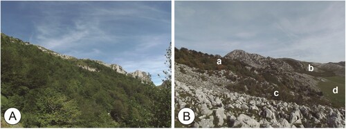 Figure 2. (A) Eutrophic Pedunculate Oakwoods and Beechwoods in Morcín. (B) Braña Vallongo on the Aramo's summit platform: (a) Mixed forest with a dominance of yews; (b) Heath-gorse formation; (c) Hazelnut-dominated shrub formation; (d) Basophilous mesophytic grassland.