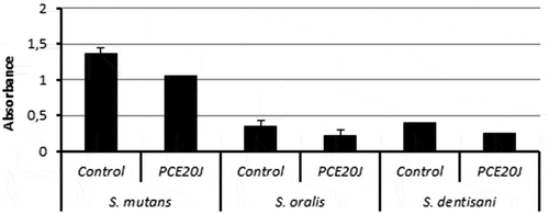 Figure 6. Biofilm formation quantified by crystal violet staining by S. mutans, S. oralis, and S. dentisani in absence or presence of the cell extract of strain 20J (PCE20J). Experiments were performed in triplicate