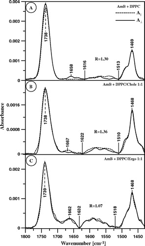 Figure 8.  ATR-FTIR absorption spectra recorded from the AmB-containing Langmuir-Blodgett monomolecular films deposited at two sides of a Ge crystal from the lipid monomolecular layers at the air-water interface compressed to the surface pressure 22 mN/m composed of: (A) pure DPPC, (B) DPPC + Cholesterol 1:1 (by mole) and (C) DPPC + Ergosterol 1:1 (by mole). The electric vector of the IR radiation was polarized parallel (dashed line) and perpendicular (solid line) with respect to the plain of incidence. The Langmuir-Blodgett monomolecular films deposited from the lipid monolayers 20 min after the injection of 10 µl of the water solution of AmB (pH 12) into 12 ml of the subphase. Final concentration of AmB in the subphase was 0.9 µM.