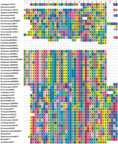 Figure 3. Multiple sequence alignments of HORMA domains from 29 eukaryotic, 20 bacterial and two archaeal HORMA-containing proteins. The proteins are designated by the genus name followed by the name of protein. Uncharacterized proteins are named by genus name followed by “HORMA”. Streptomyces purpurogeneiscleroticus # A0A0M8ZCY4 named as “StreptomycesHORMA”, Streptomyces sp. # A0A2A2Z569 named as “StreptomycesHORMA1”. Alignment was performed using MUSCLE 3.8 and visualized by UniGene.