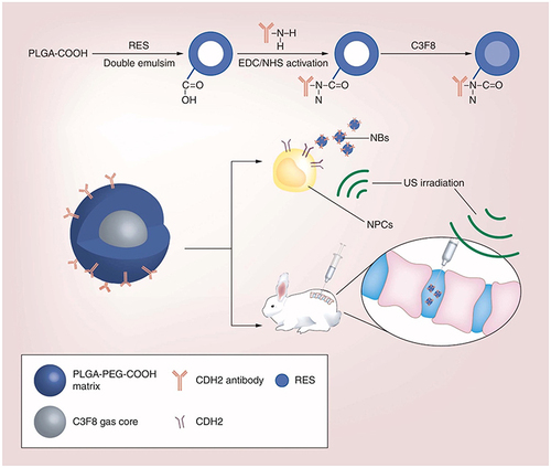 Figure 9 A schematic illustration for the experiment design and the fabrication process of RES-loaded, CDH2-decorated nanobubbles. Reprinted from Shen J, Zhuo N, Xu S et al. Resveratrol delivery by ultrasound-mediated nanobubbles targeting nucleus pulposus cells. Nanomedicine (Lond). 2018 Jun;13(12):1433–1446.Citation154 Copyright 2018 Future Medicine Ltd; permission conveyed through Copyright Clearance Center, Inc.