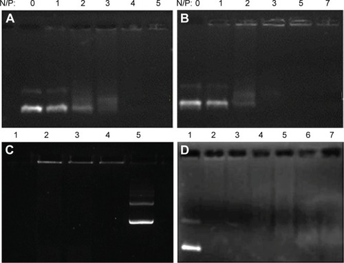 Figure 5 Agarose gel eletrophoresis analysis.Notes: Retardation assay for Pluronic-PEI-SS/DNA (A) and PEI-SS/DNA complexes (B) at the N/P ratios ranging from 1 to 7. (C) DNase I protection assay for Pluronic-PEI-SS/DNA complex (N/P =20). From left: lane 0, naked DNA; lane 1, naked DNA with DNase I (1 unit); lane 2, Pluronic-PEI-SS/DNA (N/P =20) treated with DNase I (1 unit); lane 3, Pluronic-PEI-SS/DNA with DNase I (2 units); lane 4, Pluronic-PEI-SS/DNA; lane 5, naked DNA. (D) Retardation assay for Pluronic-PEI-SS/DNA (N/P =20) post-treated with reductive reagent DTT. From left: lane 1, naked DNA; lane 2, Pluronic-PEI-SS/DNA; lanes 3–7, Pluronic-PEI-SS/DNA with 0.5, 2.5, 12.5, 62.5, and 310 mM DTT, respectively.Abbreviations: PEI, polyethyleneimine; DTT, 1,4-dithiothreitol; N/P, nitrogen to phosphate; PEI-SS, disulfide-linked PEI; DNase 1, deoxyribonuclease I.