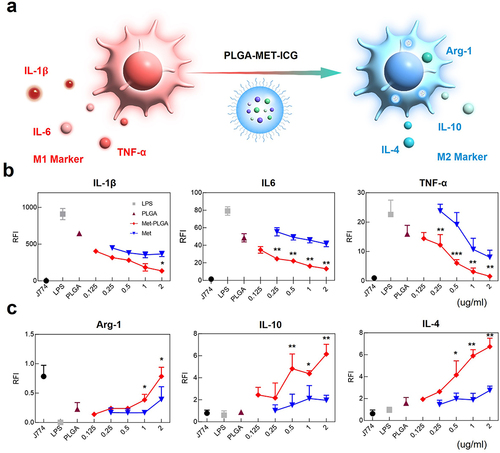 Figure 3 Evaluation of anti-inflammatory effects of PLGA-MET on J774 via real-time PCR. (a) Illustration of the effect of the nanodrug on inflammatory cytokines and macrophage polarization. (b) The effect of PLGA-MET on pro-inflammatory cytokines (IL-1β, IL-6, and TNF- α). J774 cells were stimulated with 50 ng/mL of LPS and then incubated with different compounds. PLGA-MET led to the downregulation of the expression of all inflammatory cytokines. (c) The effect of PLGA-MET on anti-inflammatory markers (Arg-1, IL-10, and IL-4). J774 cells were first incubated with appropriate chemicals and then stimulated with 50 ng/mL of LPS. Treatment with PLGA-MET led to a higher increase in the expression of anti-inflammatory cytokines than that observed with free metformin. The data is presented as mean ± SEM (n = 3). *p < 0.05, **p < 0.01, and ***p < 0.001.