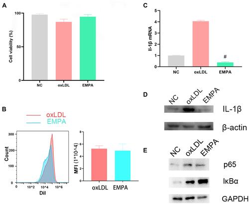 Figure 6 The cell viability of each group was examined by MTT assay (A). Qualitative (B; Left) and quantitative (B; Right) intensity of Dil-labeled oxLDL taken by macrophages between groups was examined by flow cytometry. The expression of IL-1β mRNA (C) and IL-1β protein (D) after empagliflozin treatment. (E) The protein expression of IκBα and p65. #p<0.05.