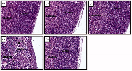 Figure 3. (a–e) Photomicrographs of the cross sections of thymus gland. Note the reduction of cortex region and development of connective tissue and fat cells in stressed (d) rats compared to control (a), vehicle control (b), unstressed + Vacha extract (c) and stress + Vacha extract (e) treated rats. 200× (H&E). C: connective tissue fibers; F: fat cells.