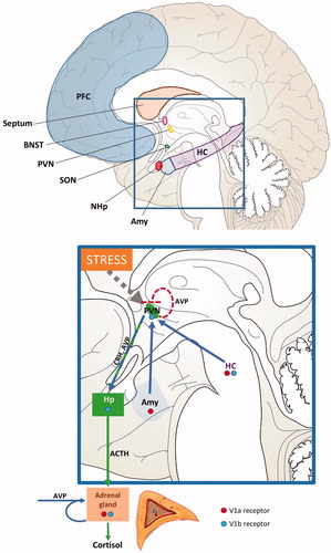 Figure 2. Human brain areas known to be involved in the generation of post-traumatic stress disorder (PTSD) and to contain arginine vasopressin (AVP) fibers and/or AVP receptors, and contribution of central and peripheral AVP to the regulation of the HPA-axis. The rectangle is shown in a higher resolution to illustrate the AVP contribution to HPA axis regulation. The thick dotted line with arrow ending shows the perception of stress by the individual, which is known to affect neuronal activity in the PVN. The arrows indicate the stimulatory action of central and peripheral AVP . The dotted line with straight ending indicates the suggested auto-inhibitory action of AVP of PVN origin within the PVN. ACTH: adrenocorticotropic hormone; Amy: amygdala; BNST: bed nucleus of the stria terminalis; CRH: corticotropin-releasing hormone; HC: hippocampus; Hp: hypophysis; NHp: neurohypophysis; PFC: prefrontal cortex; PVN: nucleus paraventricularis; SON: supraoptic nucleus.